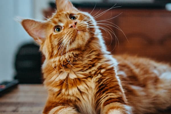 How AI is Revolutionizing Pet Care