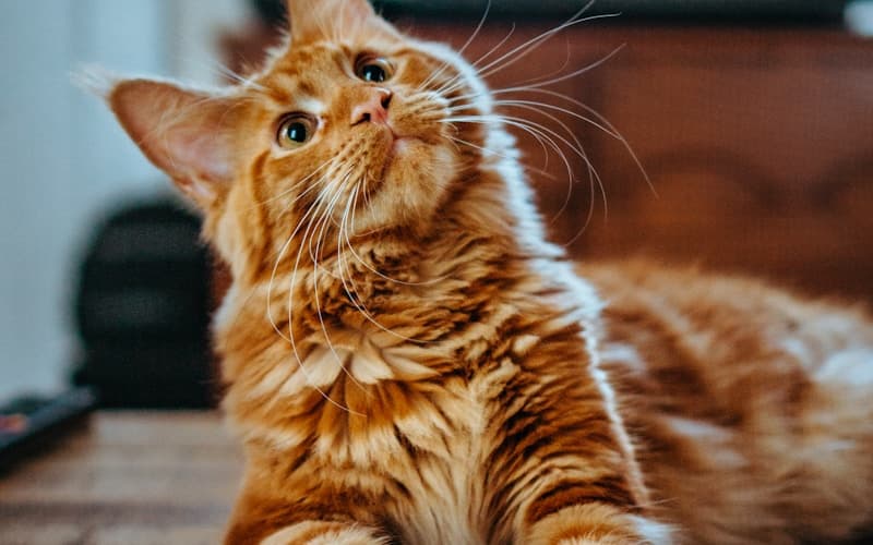 Top 10 Signs Your Cat is Happy