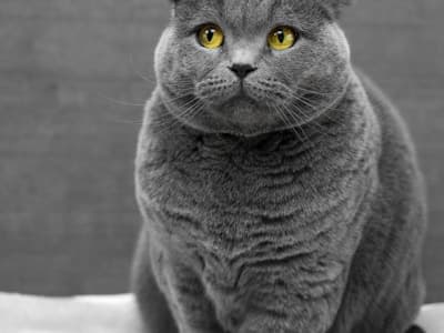 رشة الأسماك