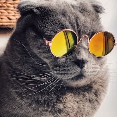 صافرة القطط